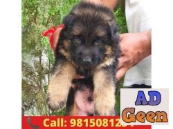 German shepherd puppy available call 9815081234